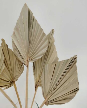 Dried Natural Palmspear Bunch 5 Pieces