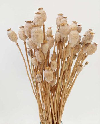 Dried Natural Papaver Bunch