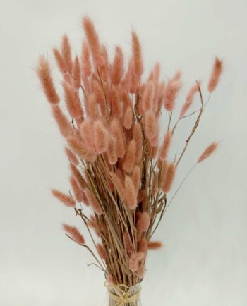 Dried Pink Lagurus Bunch
