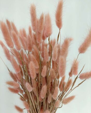 Dried Pink Lagurus Bunch