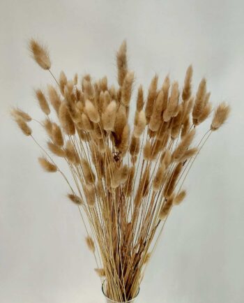 Dried Natural Lagurus Bunch