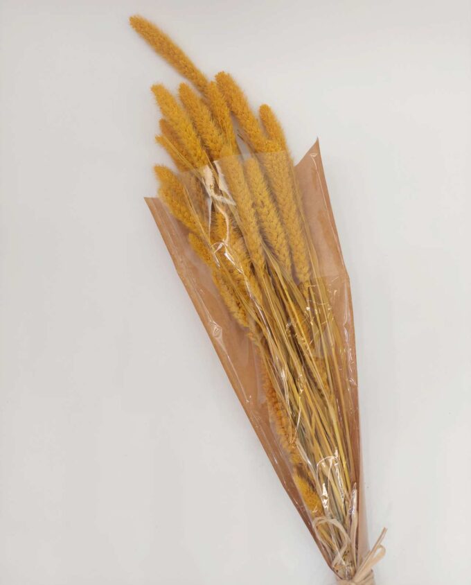 Dried Yellow Setaria Bunch