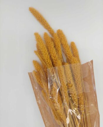 Dried Yellow Setaria Bunch