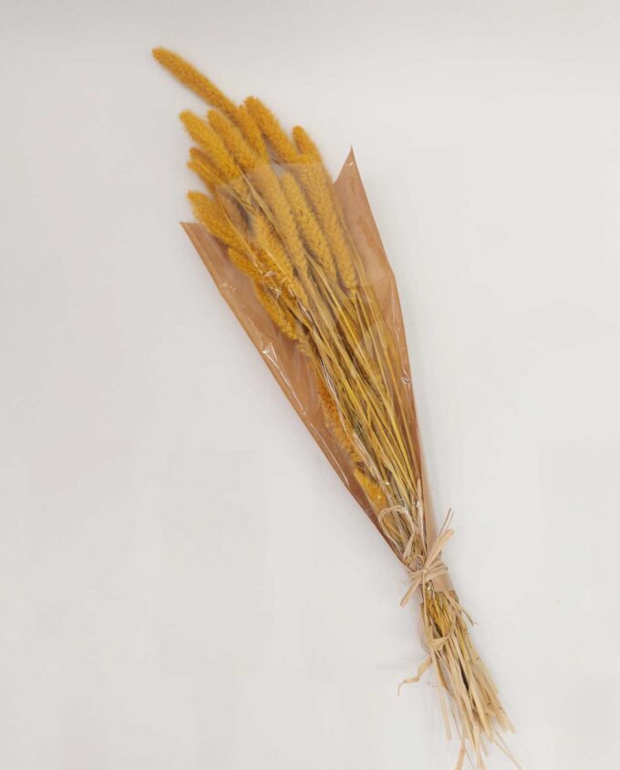 Dried Yellow Setaria Bunch