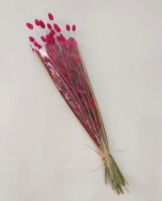 Dried Magenta Fuschia Phalaris Bunch