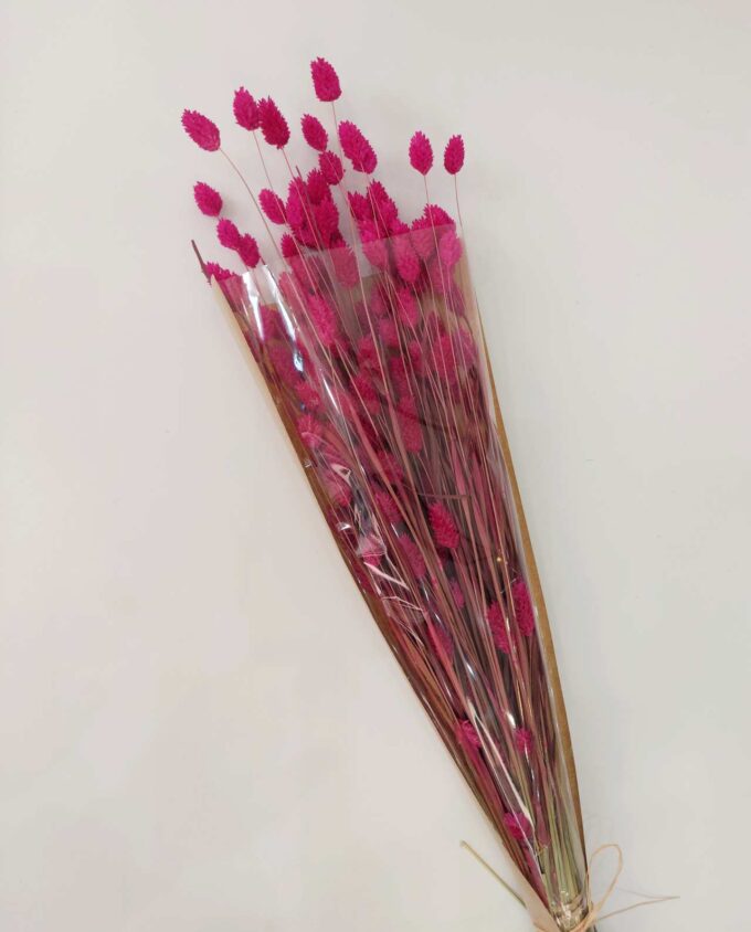 Dried Magenta Fuschia Phalaris Bunch