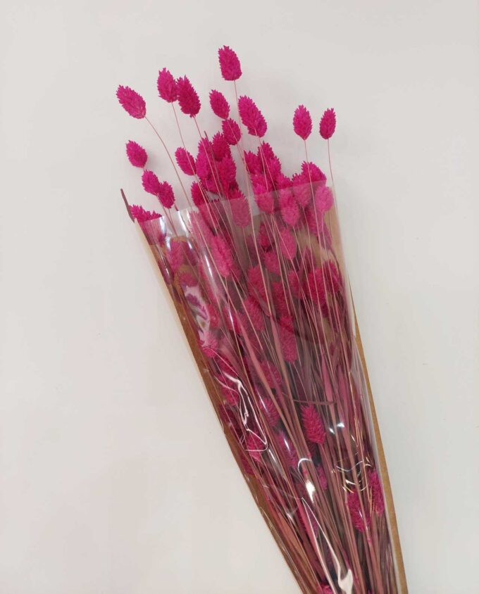 Dried Magenta Fuschia Phalaris Bunch
