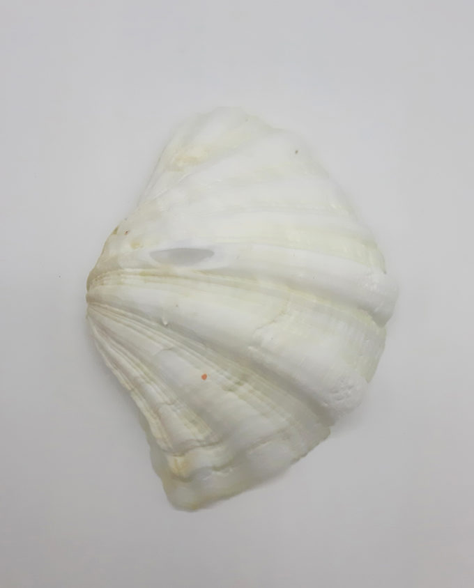 Clam Seashell Medium