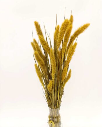 Dried Yellow Setaria Bunch