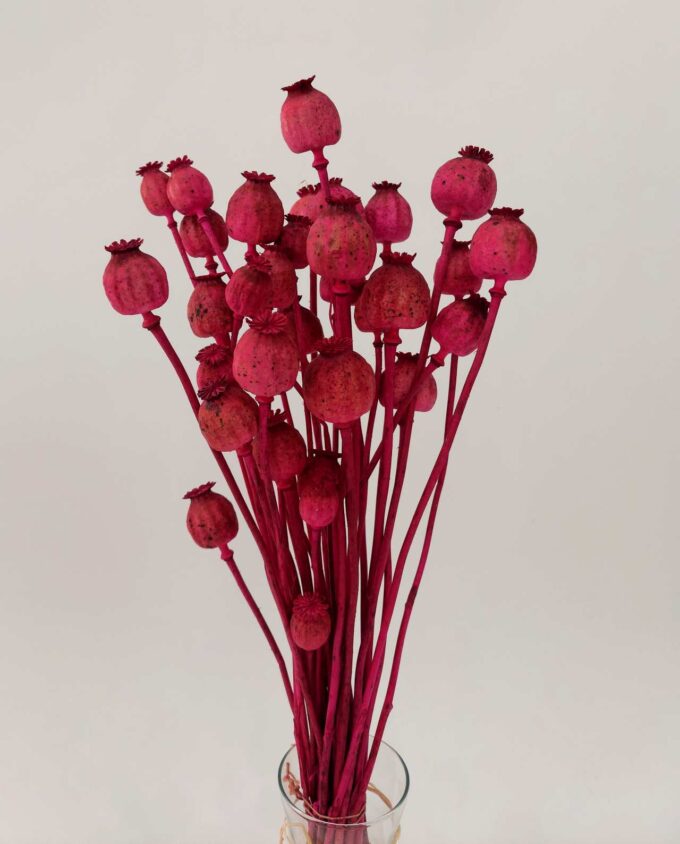Dried Fuschia Papaver Bunch