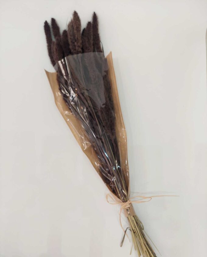 Dried Brown Setaria Bunch