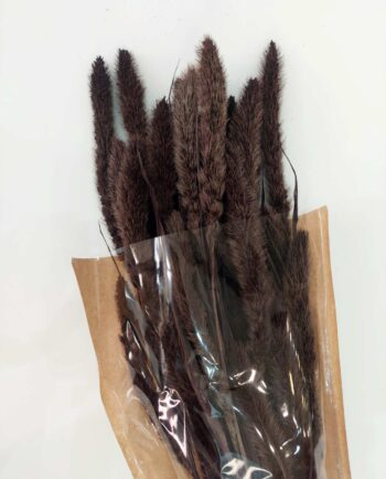 Dried Brown Setaria Bunch