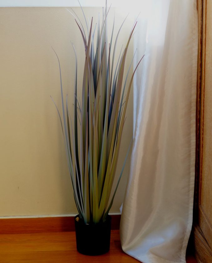 A plant of grey green leaves in pot to decorate your space, for indoors.