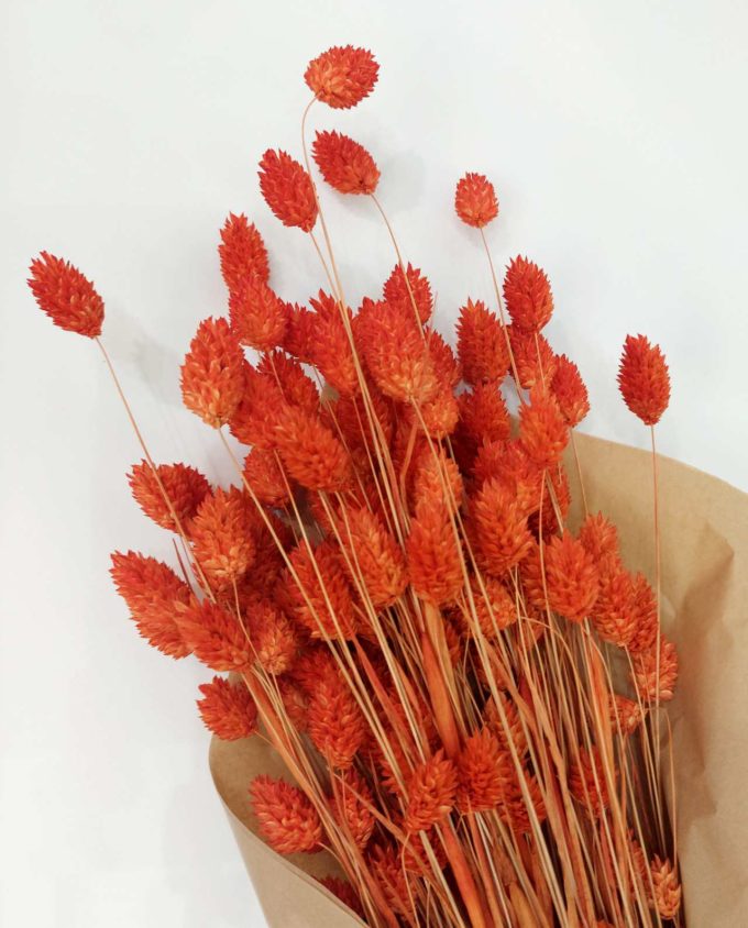 Dried Orange Phalaris Bunch