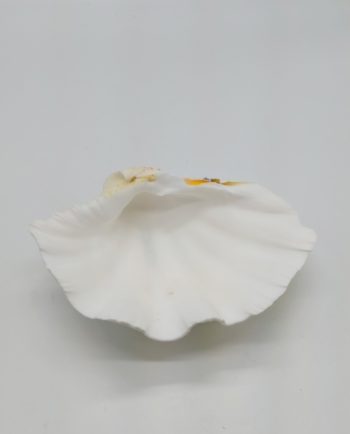 Clam Seashell