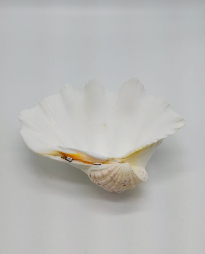 Clam Seashell