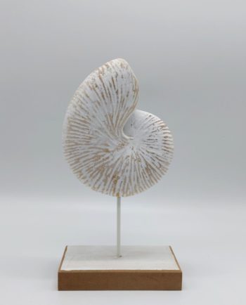 Nautilus Wooden on Stand