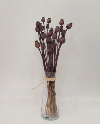 Dried Brown Papaver Bunch