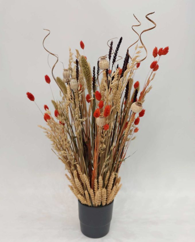 Dried Flowers Arrangement Orange Phalaris & Papaver