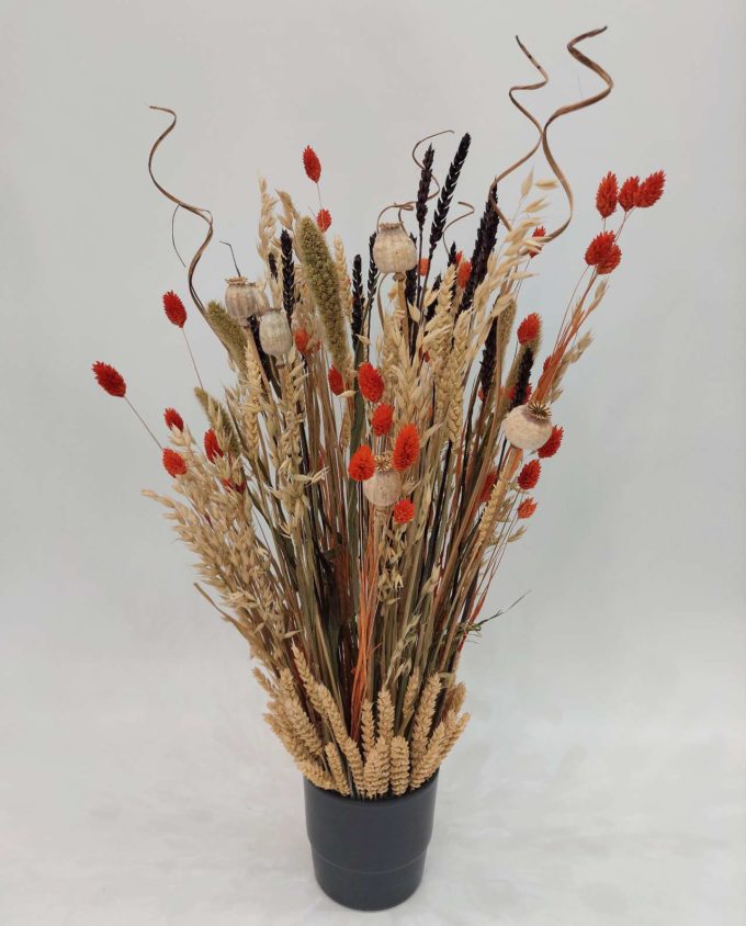 Dried Flowers Arrangement Orange Phalaris & Papaver