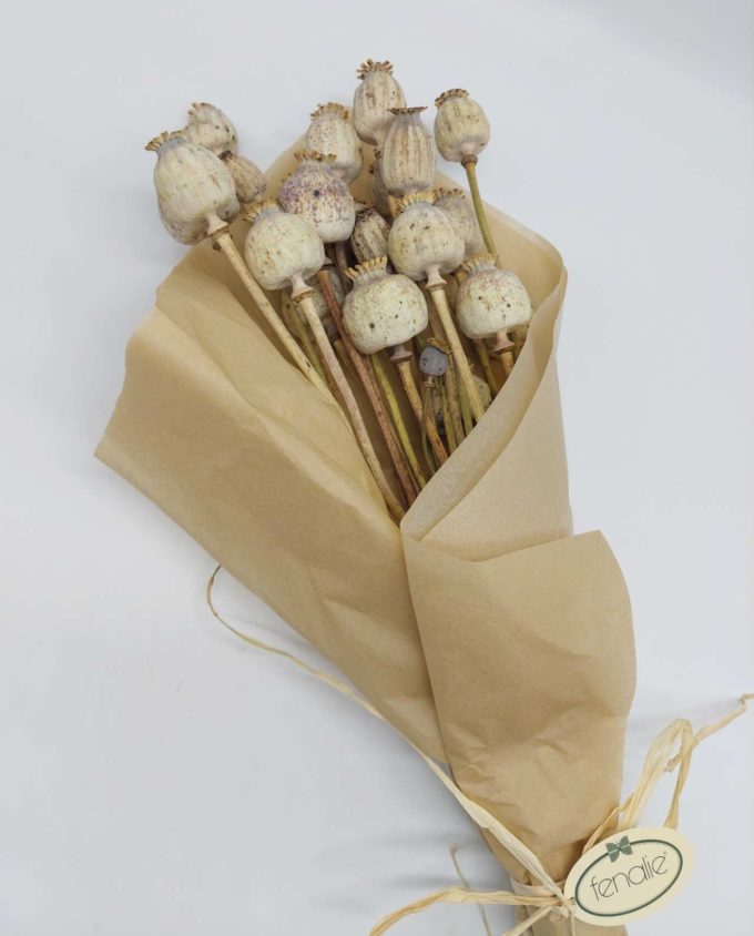 Dried Natural Papaver Bunch