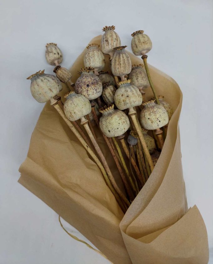 Dried Natural Papaver Bunch