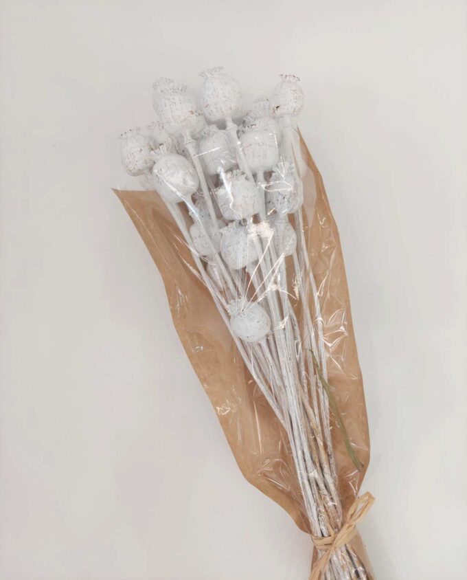 Dried White Papaver Bunch