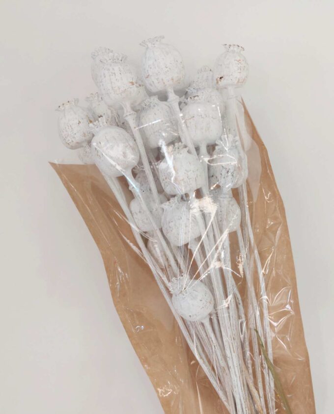 Dried White Papaver Bunch
