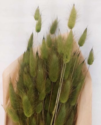 Dried Green Lagurus Bunch