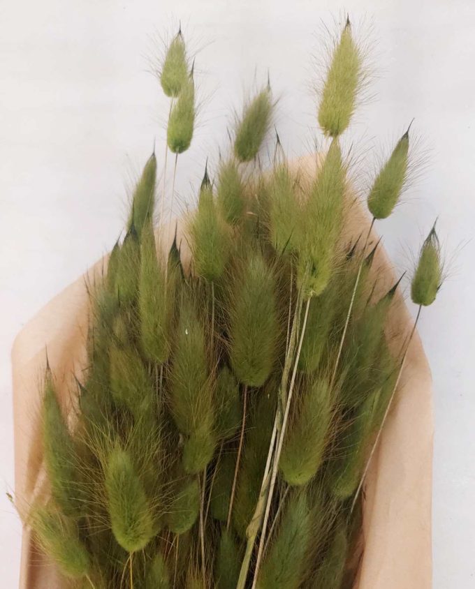 Dried Green Lagurus Bunch