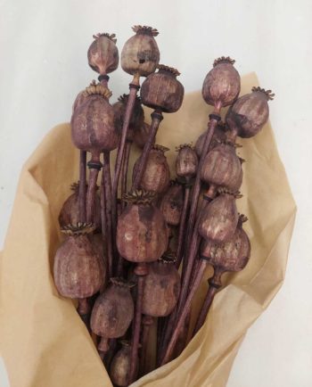 Dried Brown Papaver Bunch