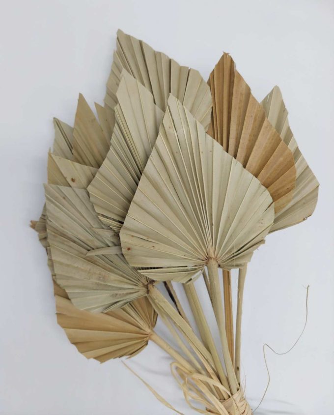 Dried Natural Palmspear Bunch