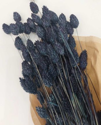 Dried Blue Phalaris Bunch