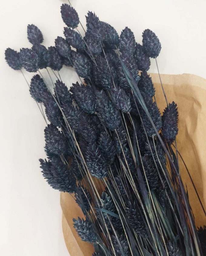 Dried Blue Phalaris Bunch
