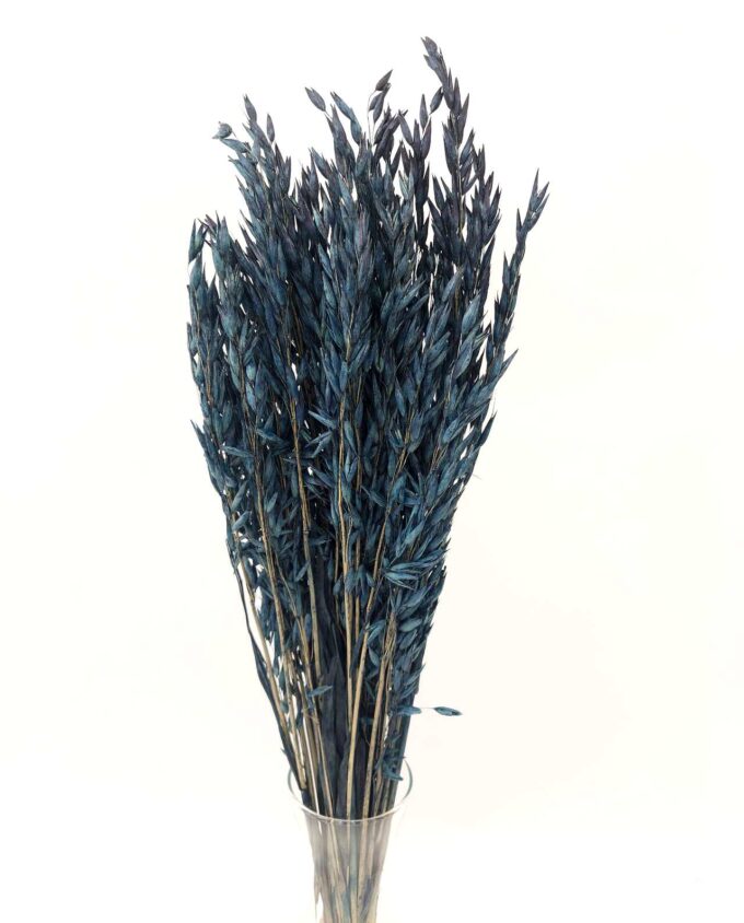 Dried Blue Oats Bunch