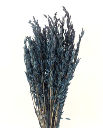 Dried Blue Oats Bunch