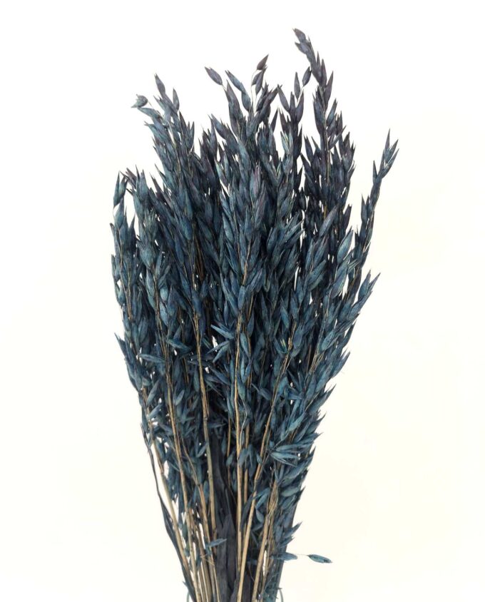 Dried Blue Oats Bunch