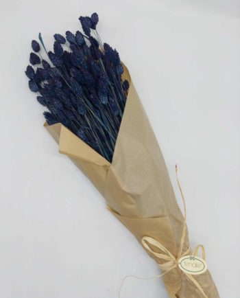 Dried Blue Phalaris Bunch