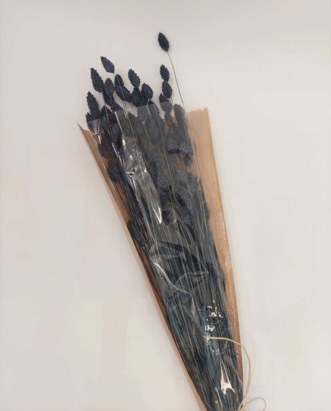 Dried Blue Phalaris Bunch