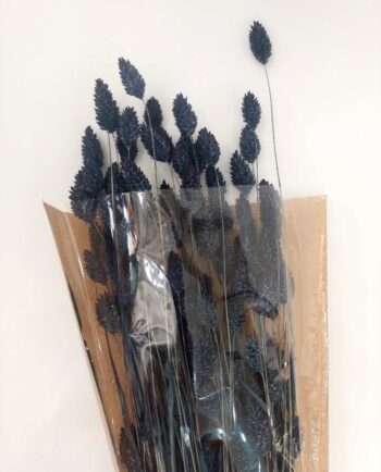 Dried Blue Phalaris Bunch