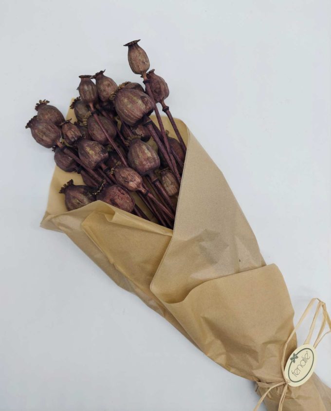 Dried Brown Papaver Bunch