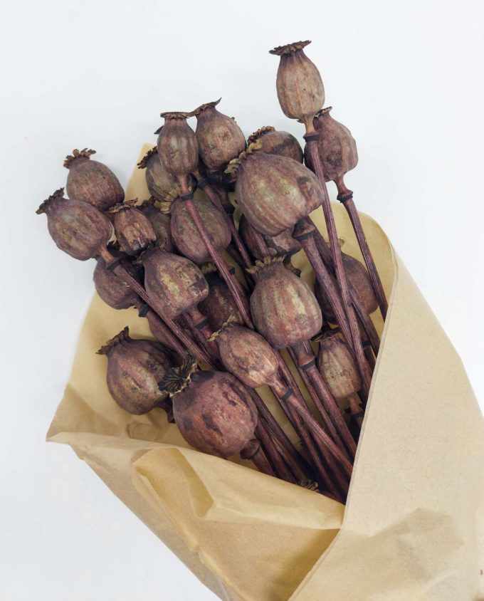 Dried Brown Papaver Bunch