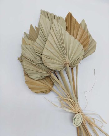 Dried Natural Palmspear Bunch