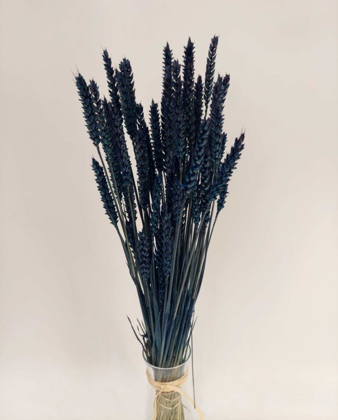 Dried Blue Wheat Bunch