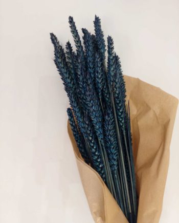 Dried Blue Wheat Bunch