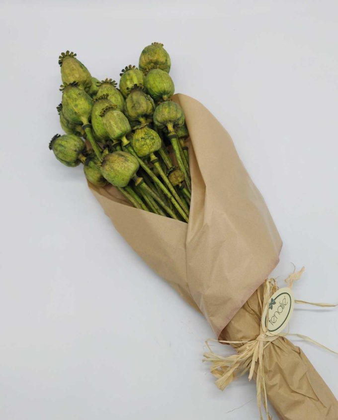 Dried Green Papaver Bunch