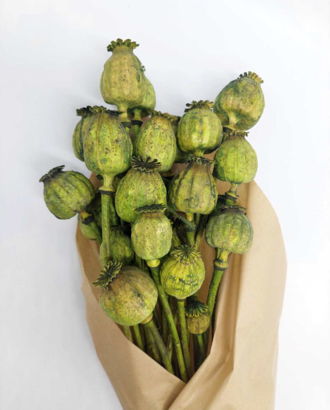 Dried Green Papaver Bunch