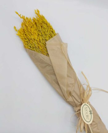 Dried Yellow Oats Bunch