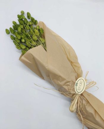 Dried Green Phalaris Bunch