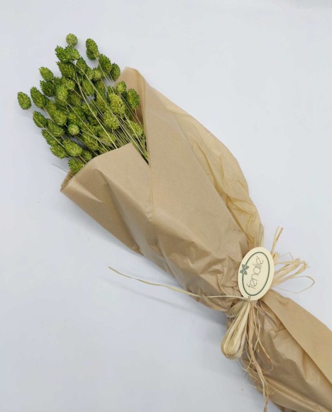 Dried Green Phalaris Bunch